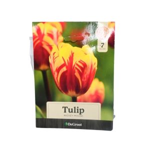Tulip “Mickey Mouse” Flower Bulbs – 7-Pack