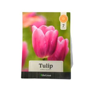 Tulip “Early Glory” Flower Bulbs –7-Pack