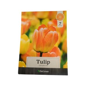 DeGroot Tulip Daydream – 7 Flower Bulbs