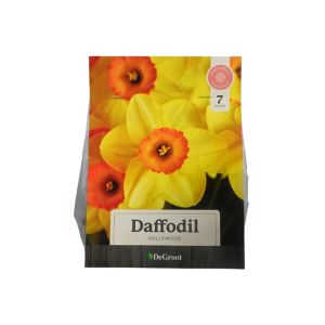 Daffodil “Hollywood” Flower Bulbs – 7pk