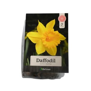 Daffodil “Dutch Master” Flower Bulbs – 7-Pack