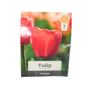 Tulip “Apeldoorn” Flower Bulbs – 7-Pack