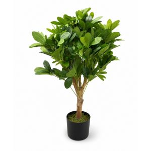 Schefflera Plant w/  Pot 65cm