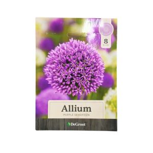 Allium Purple Sensation Flower Bulbs – 8 Bulbs