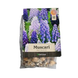 Muscari “Delft Blue Mix” Flower Bulbs – 12-Pack